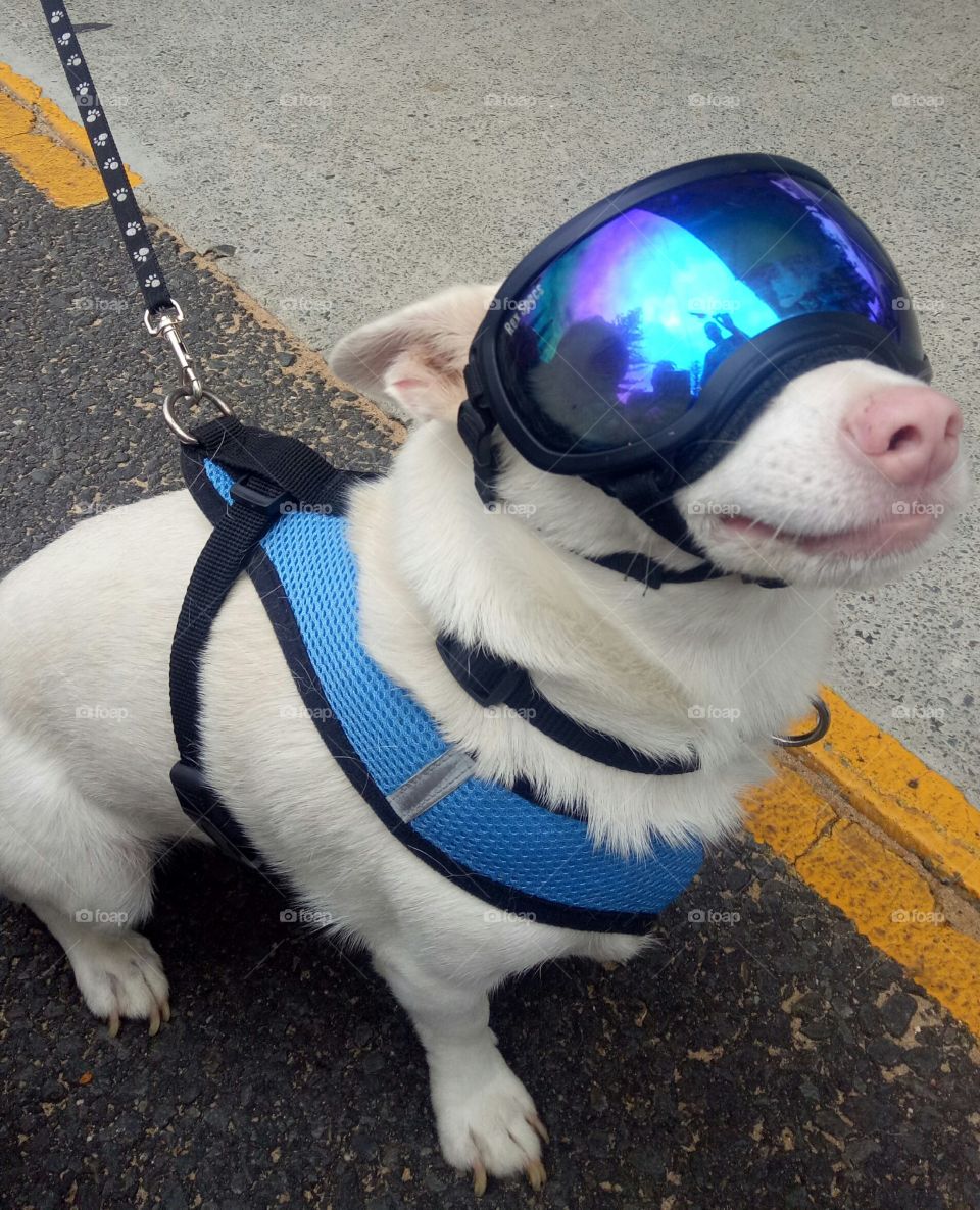 skydiving doggo