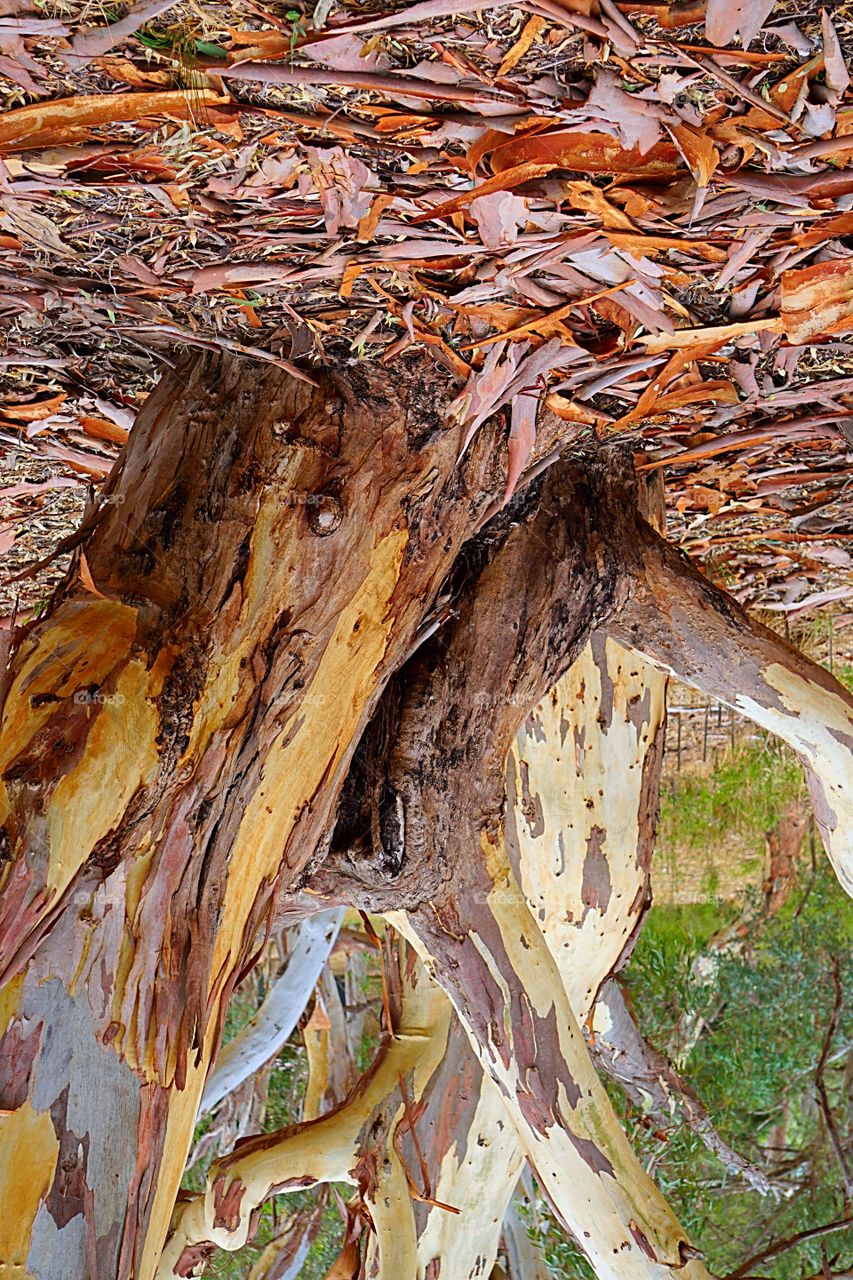 Gum tree and bark on the forest floor 