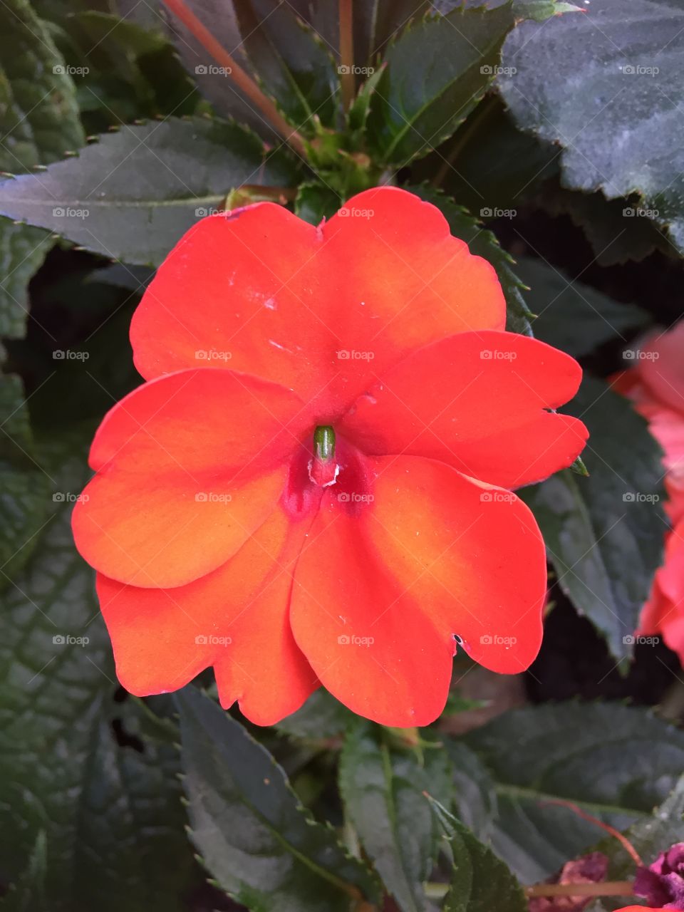 Catched at Stadsparken, Kalmar, Sweden 