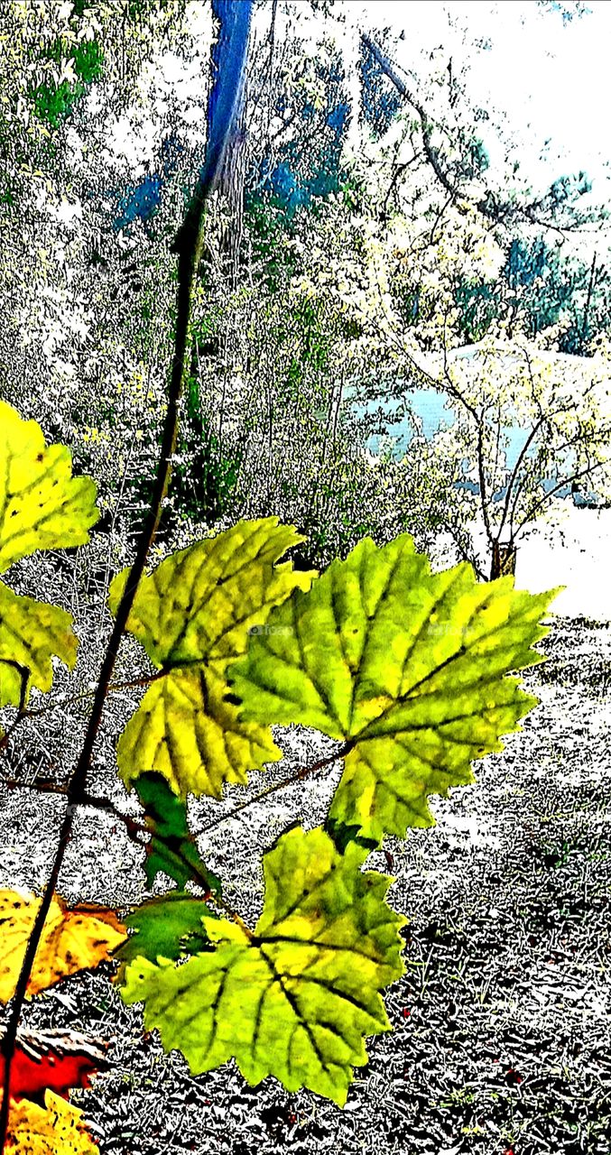 fall foliage in the front yard