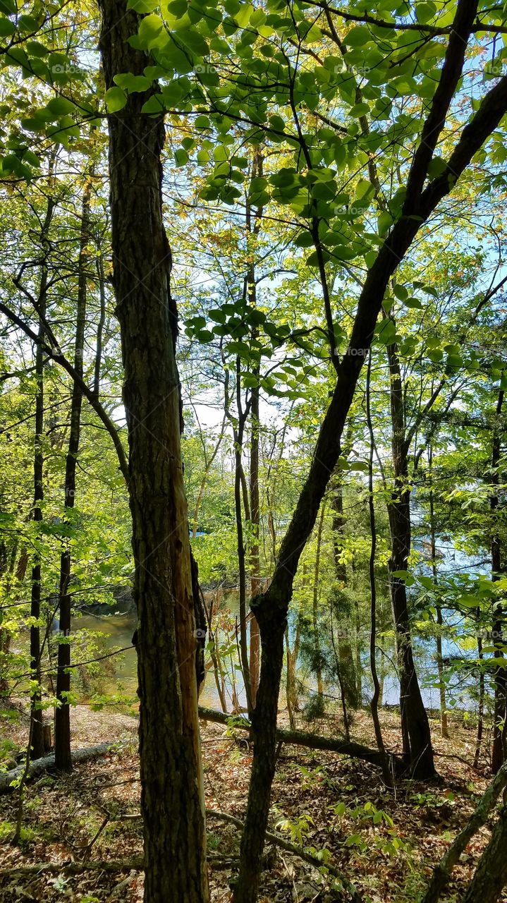 lake behind the trees.