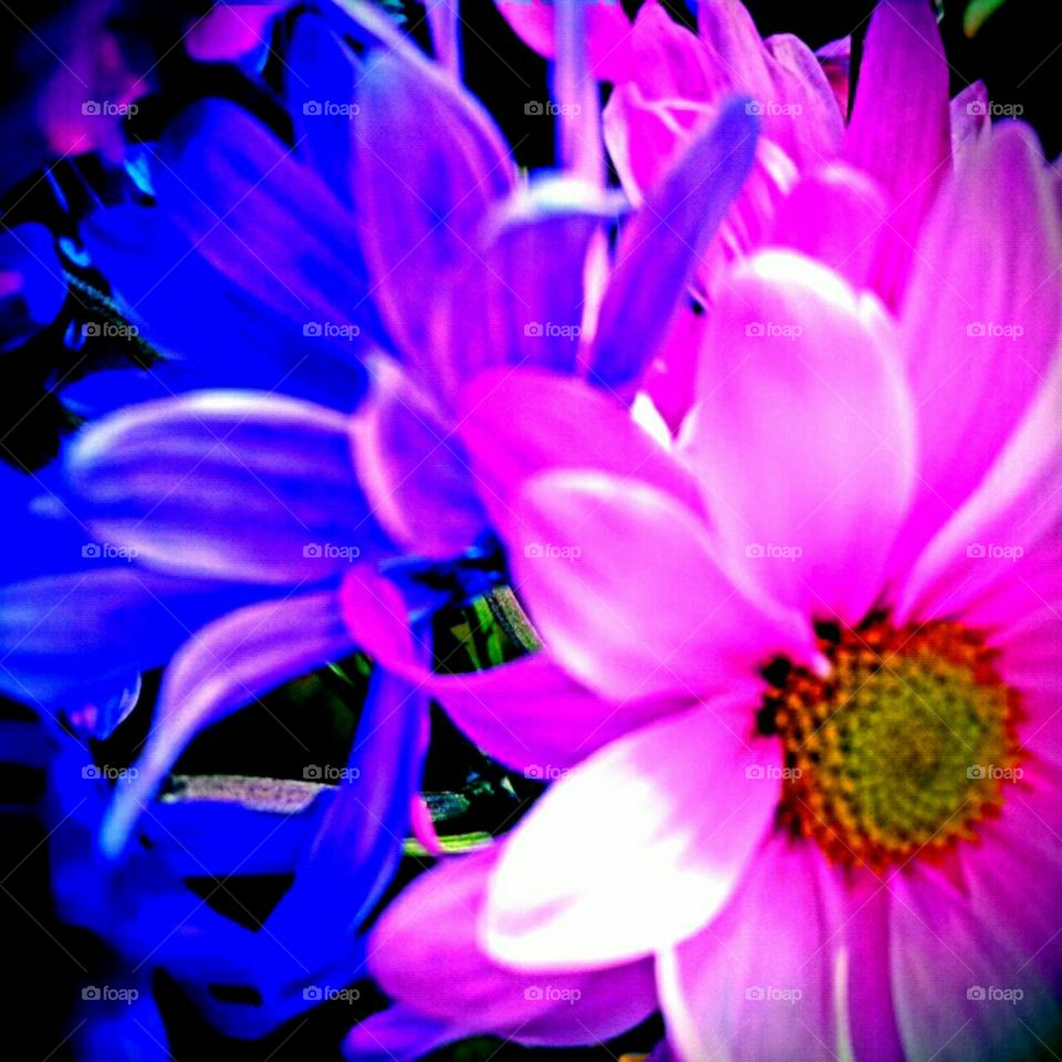 Flower, Nature, Flora, Bright, Beautiful