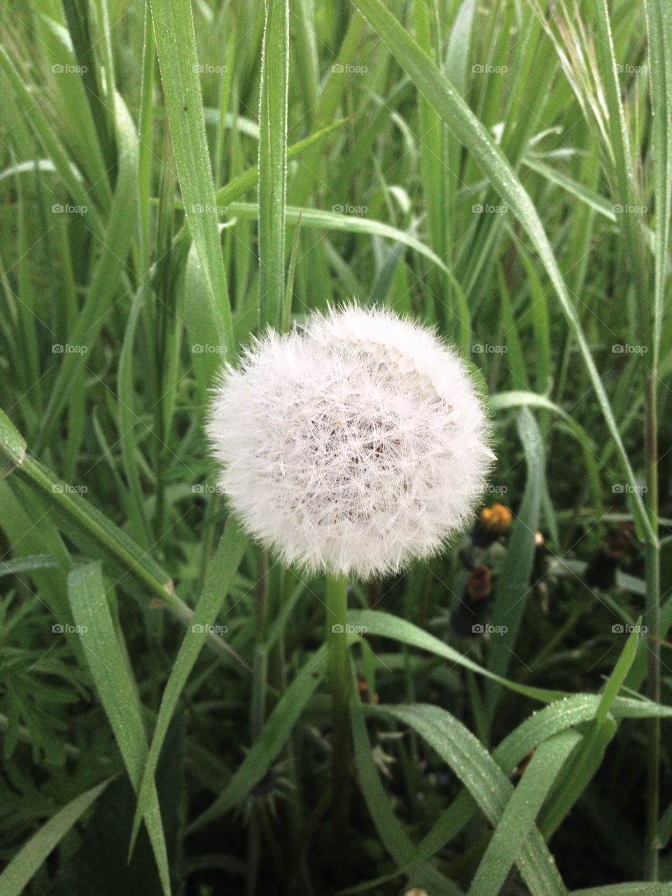 Close-up of dandelion flower