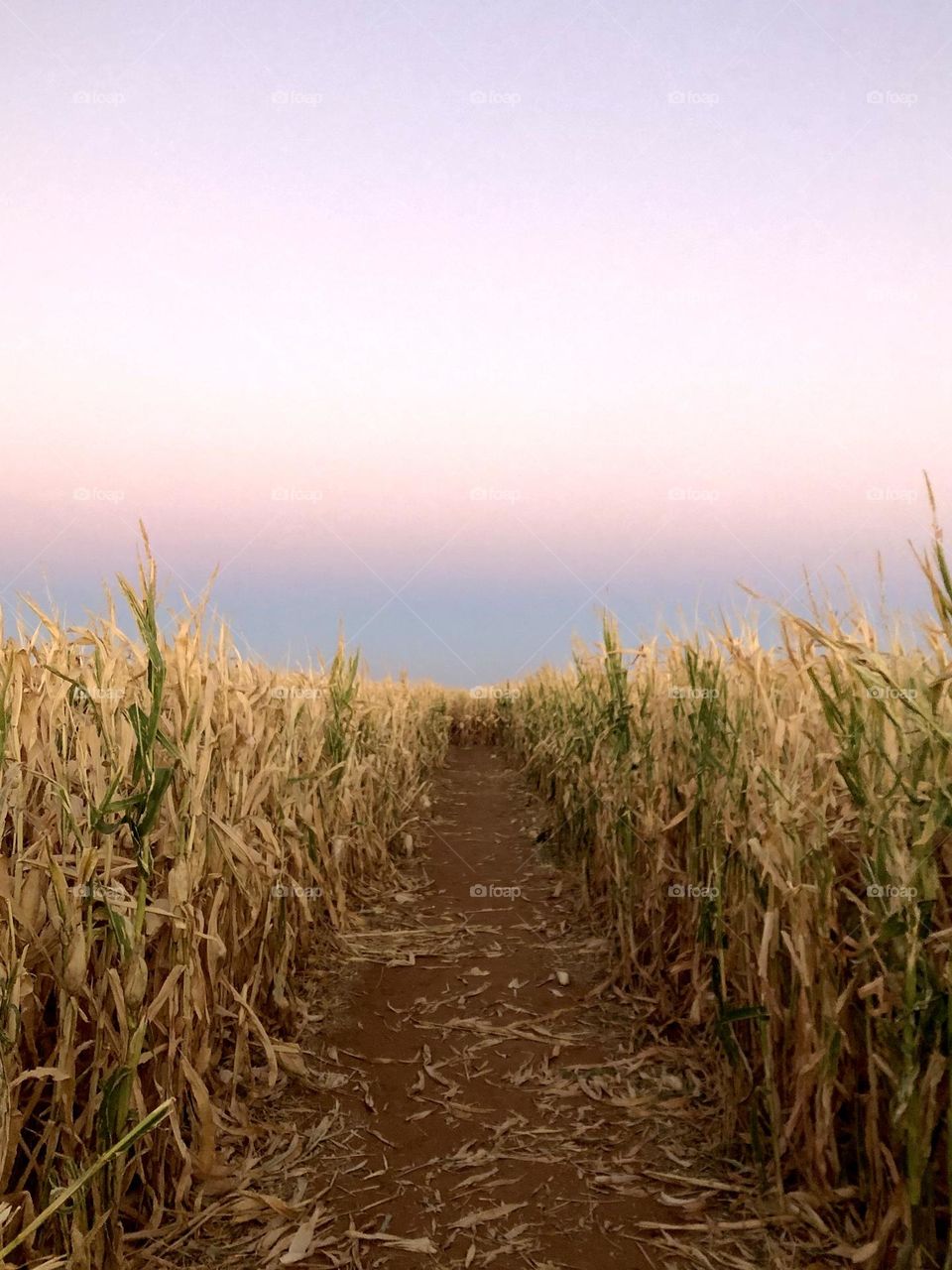 A row dug out in the corn field at a beautiful sunset here in Texas!