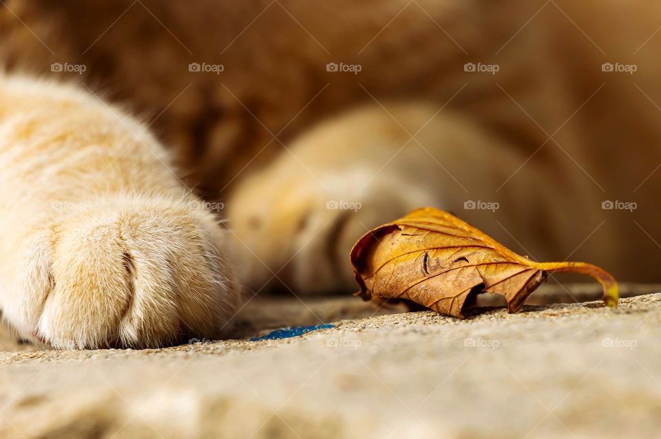 A yellow leaf fell in front of yellow cat's paws