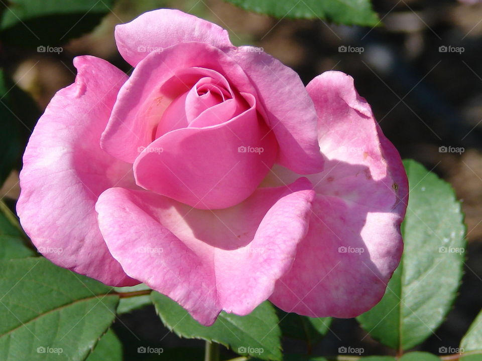 Perfect rose