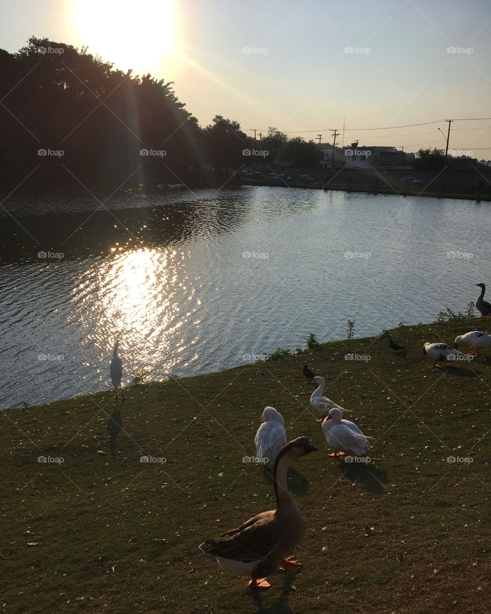 #Entardecer de beleza ímpar no Vetor Oeste de Jundiaí. 
Olha lá o #sol se pondo e seu reflexo no #lago.
🌄
#Jundiaí #natureza #Fotografia #AmoJundiaí #paisagem #landscapes