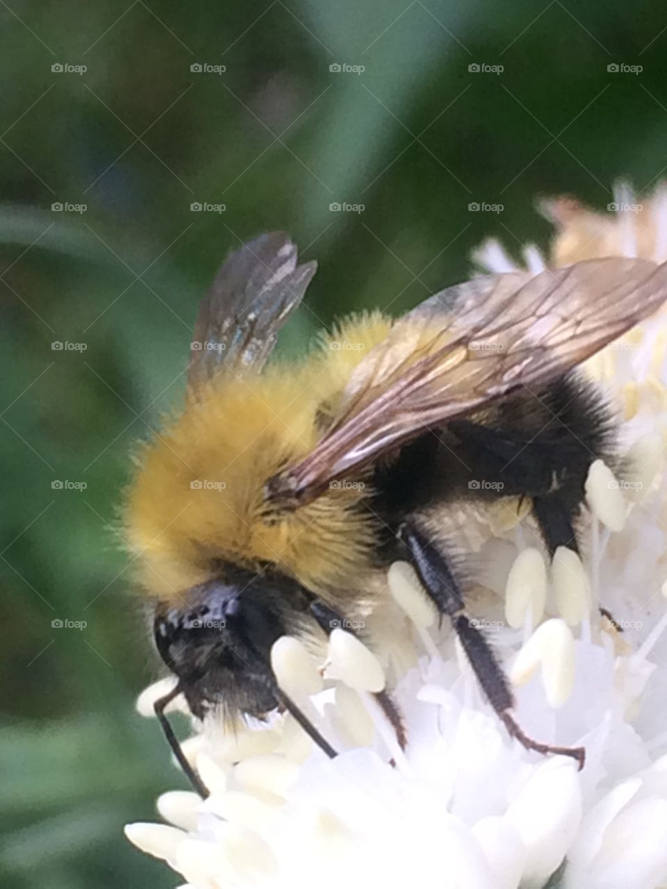 Magnified honey bee