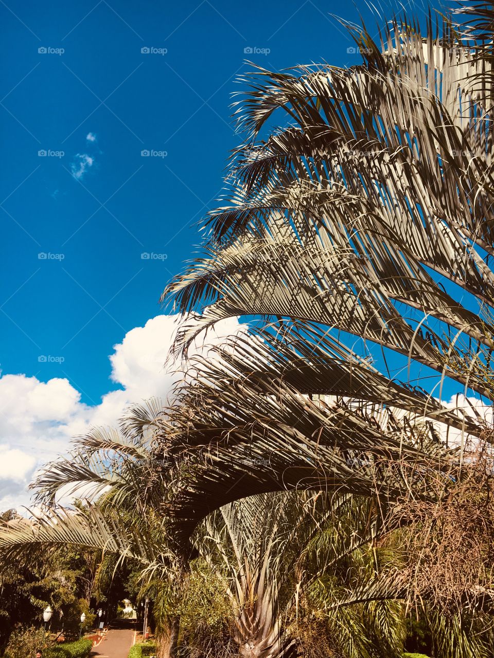 Blue palm tree and sky.