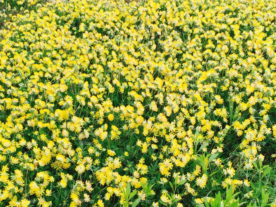 Yellow flower field. Spring is coming - finally... 