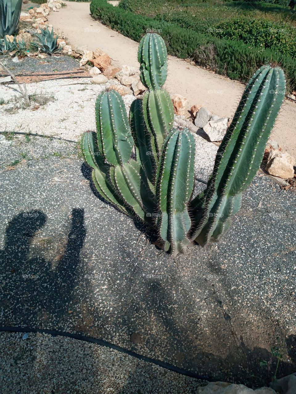 Photo Cactus