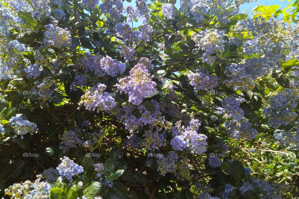 Ceanothus Summer