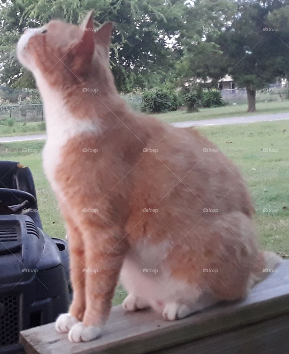 butter the Tom cat. scoping out the birds