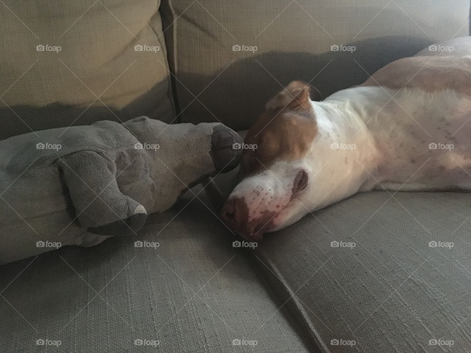 Dog and hippo stuffed animal 