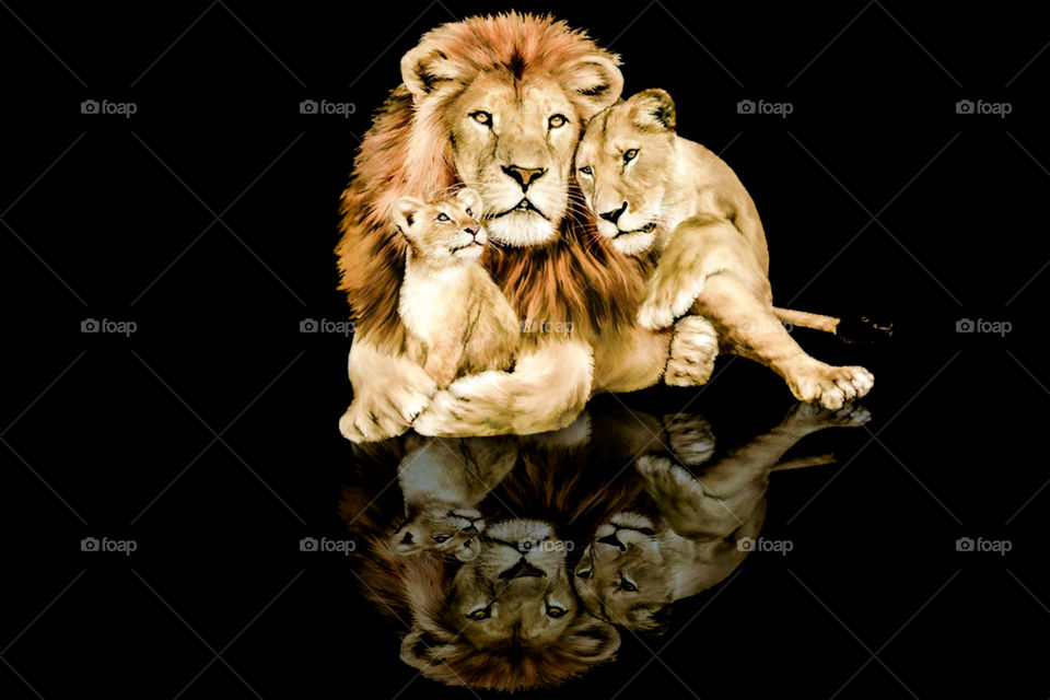 beautiful lions family reflection with black background picture
