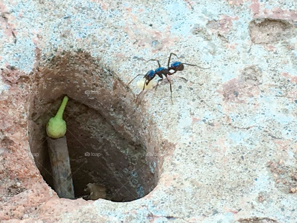 Working ant carry food into nest