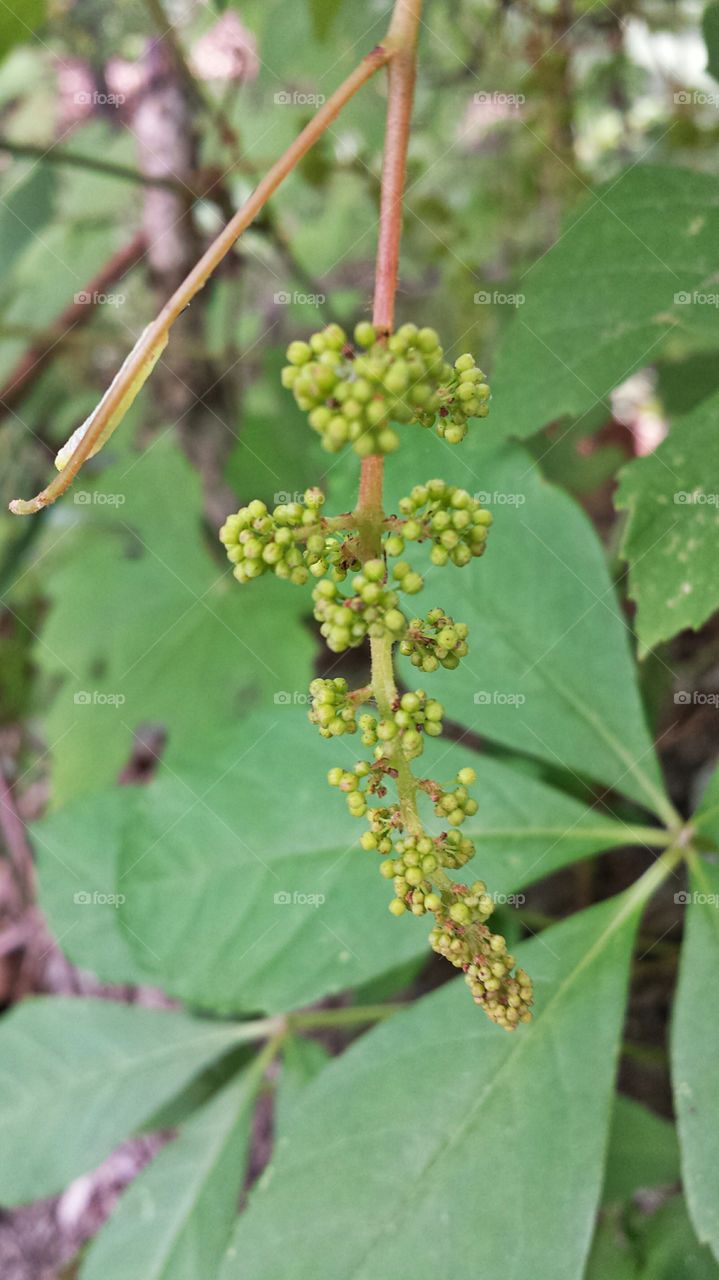 Grapes. Grapevine