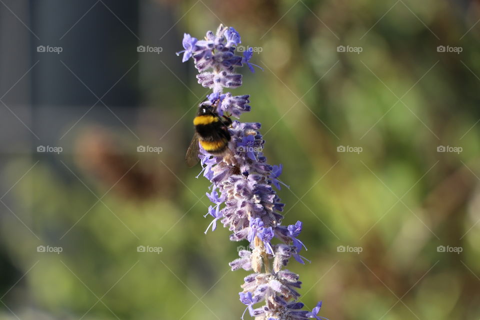 Big bee on lavender