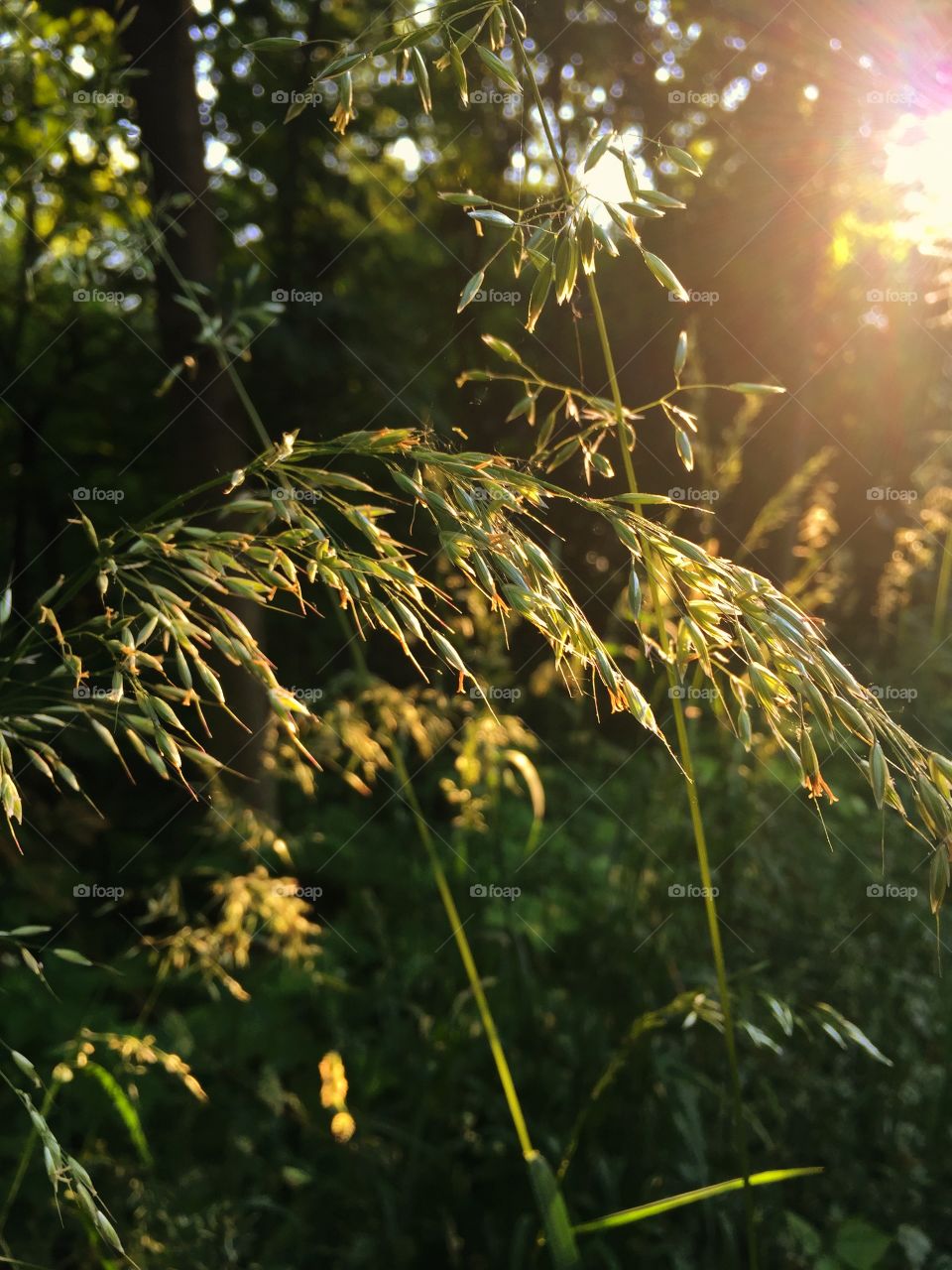 Grass in sunset 