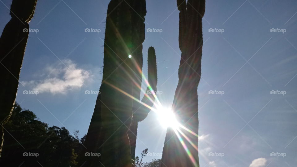 Zìrán, hǎo tiānqì, měilì de fēngjǐng, yángguāng, guǒyuán, shùmù hé xiānrénzhǎng zhíwù.