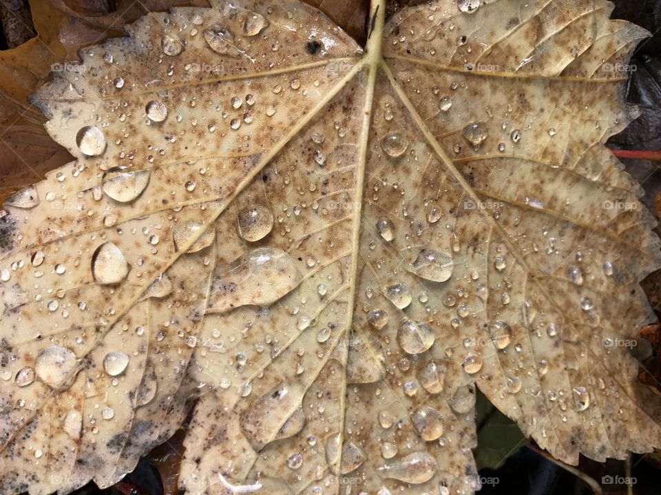 Nature, Leaf, Fall, Desktop, Closeup