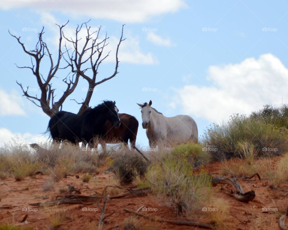 Wild horses roam Monument Valley. 