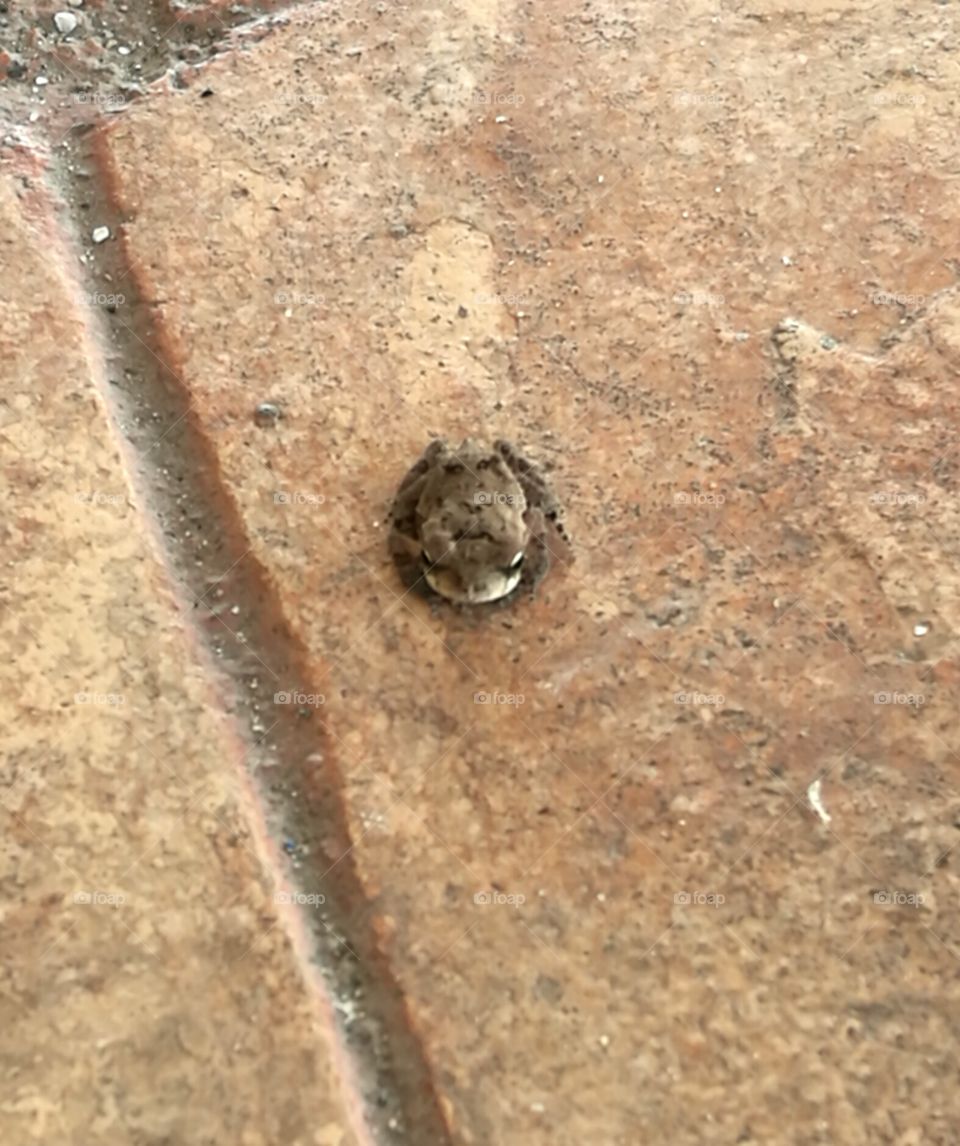 Mini toad