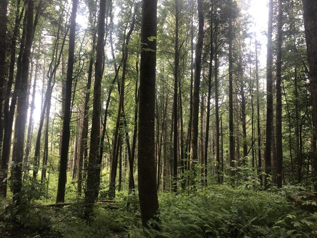 Forest views 
