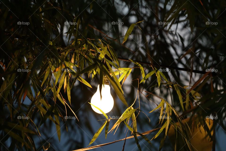 A lamp shines by the bamboo leaves at sunset