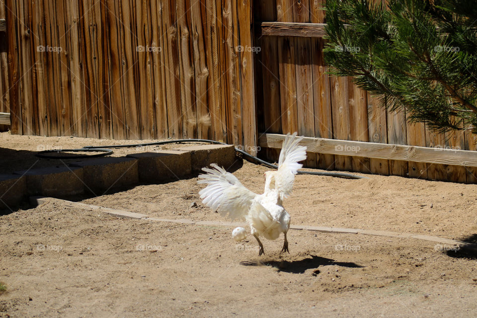 Easter Egger hen flying