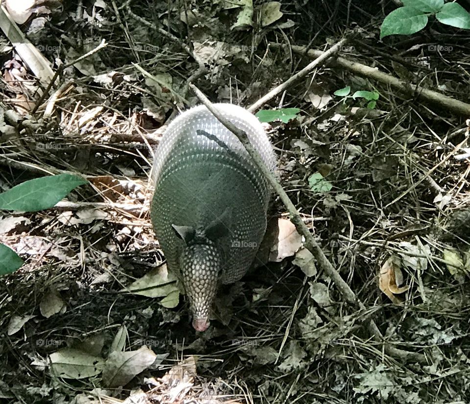 Foraging armadillo 