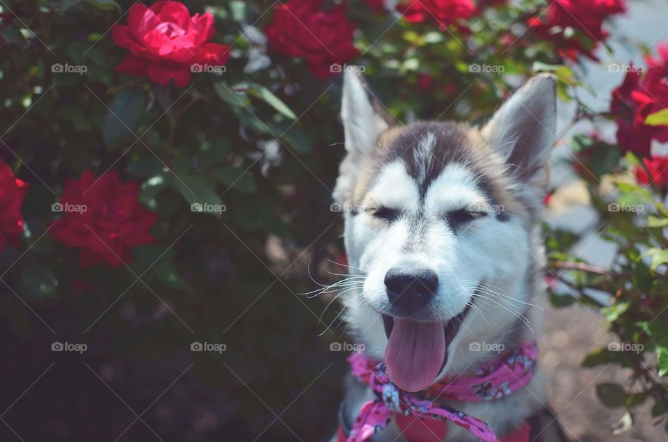 Happy Husky