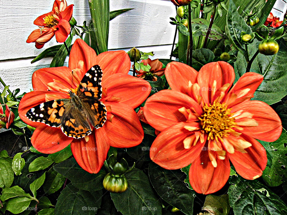 Dahlia flowers. 