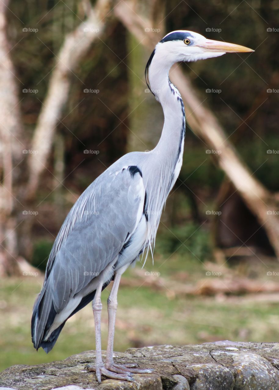 heron
