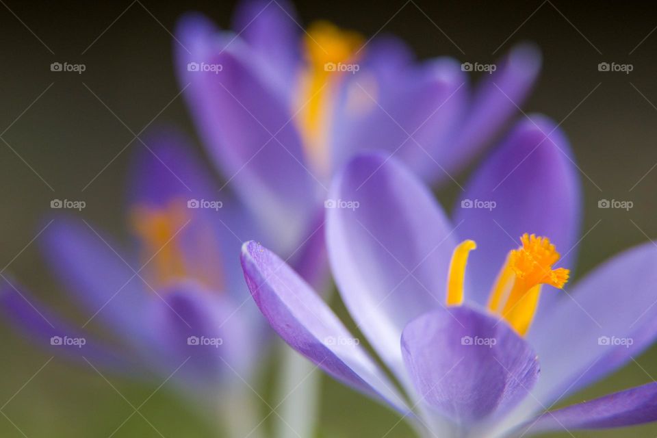 Putple crocuses