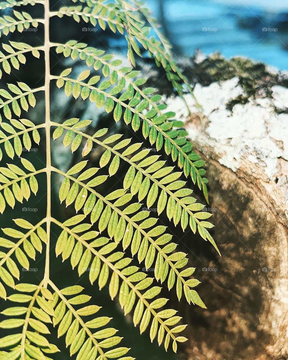 Close-up leave and tree trunk