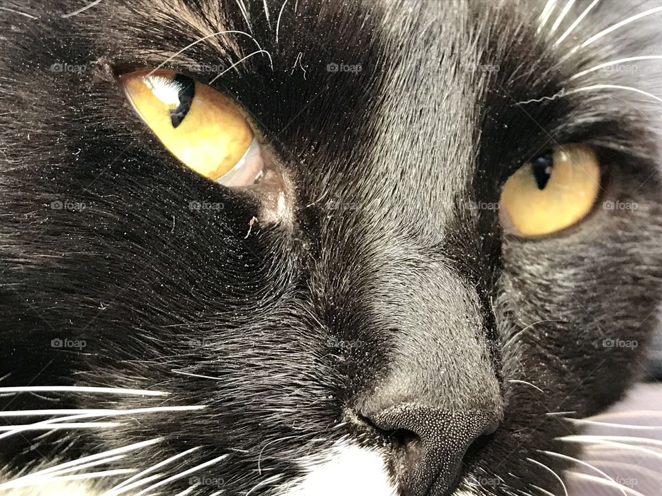 Close up of black and white house cat