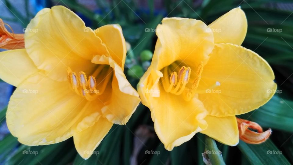 two beautiful yellow flowers