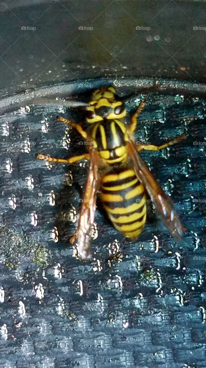 yellowjacket