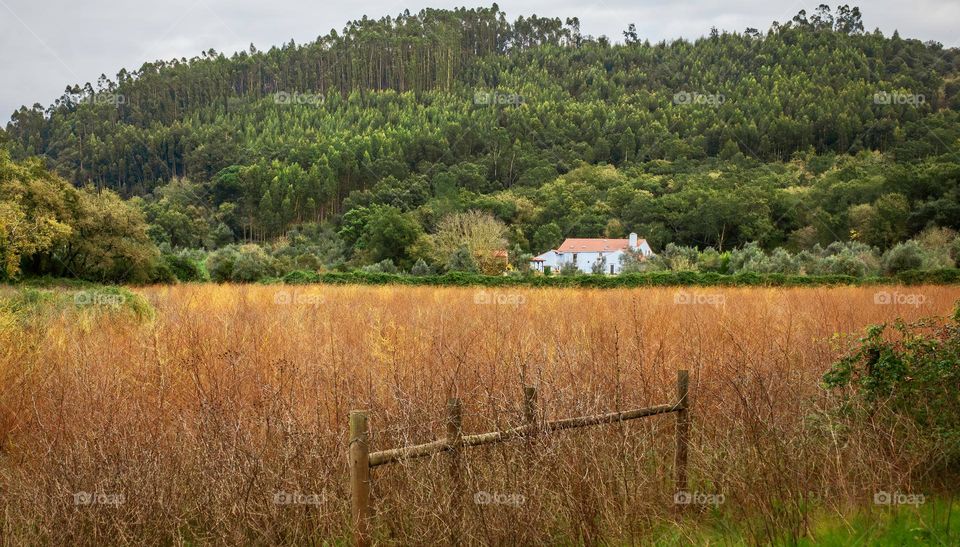 Field of fennel and blue cottage nestled under a tree covered hill