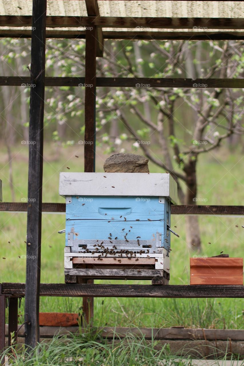 Birds& Bees- Nature in Motion