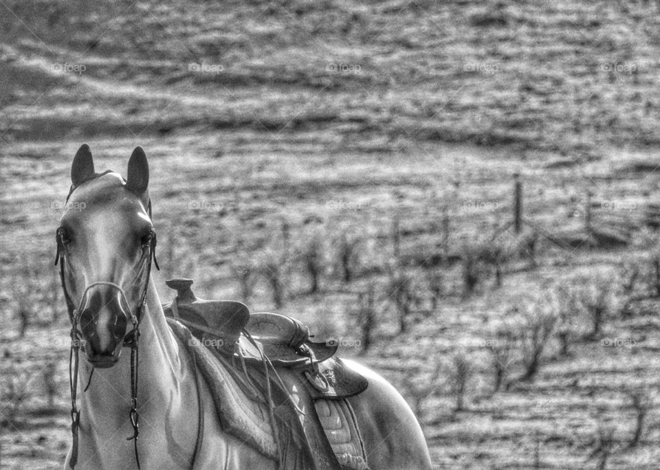 Horse On A California Ranch