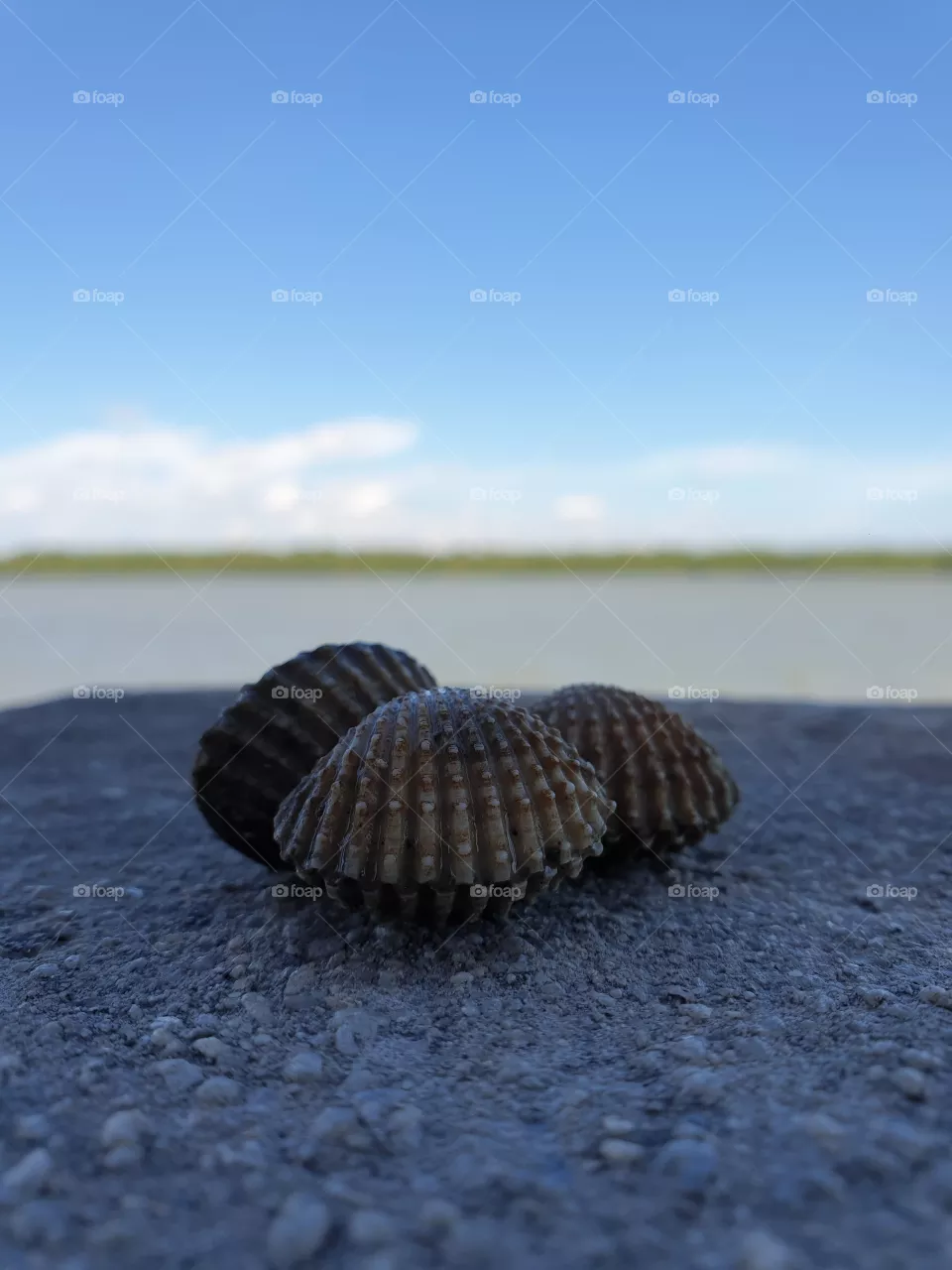 sea shell on the stone