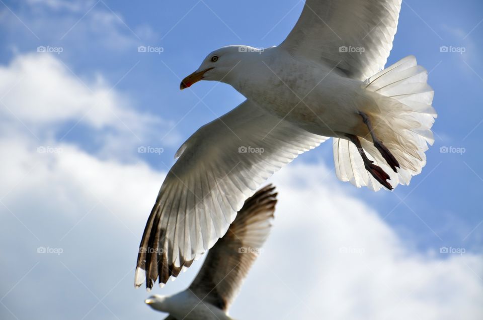 Bird, Seagulls, Flight, Wildlife, Nature