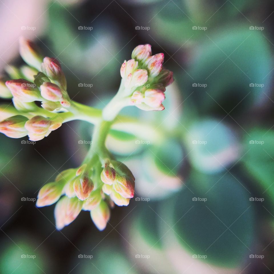 Early flower bud, succulent 