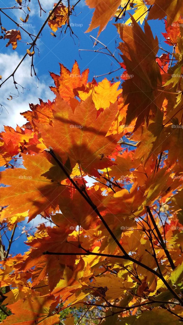 Maple leaves in autumn