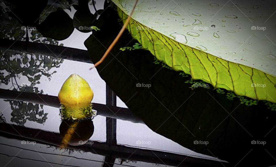 waterlily bud