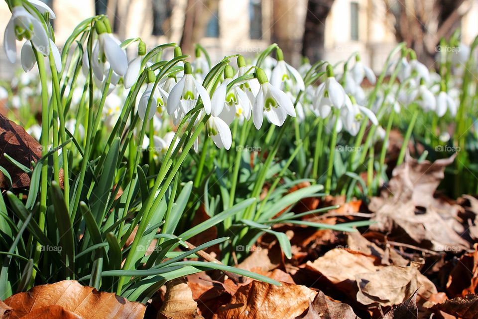 Snowdrops flowers and dead leaves