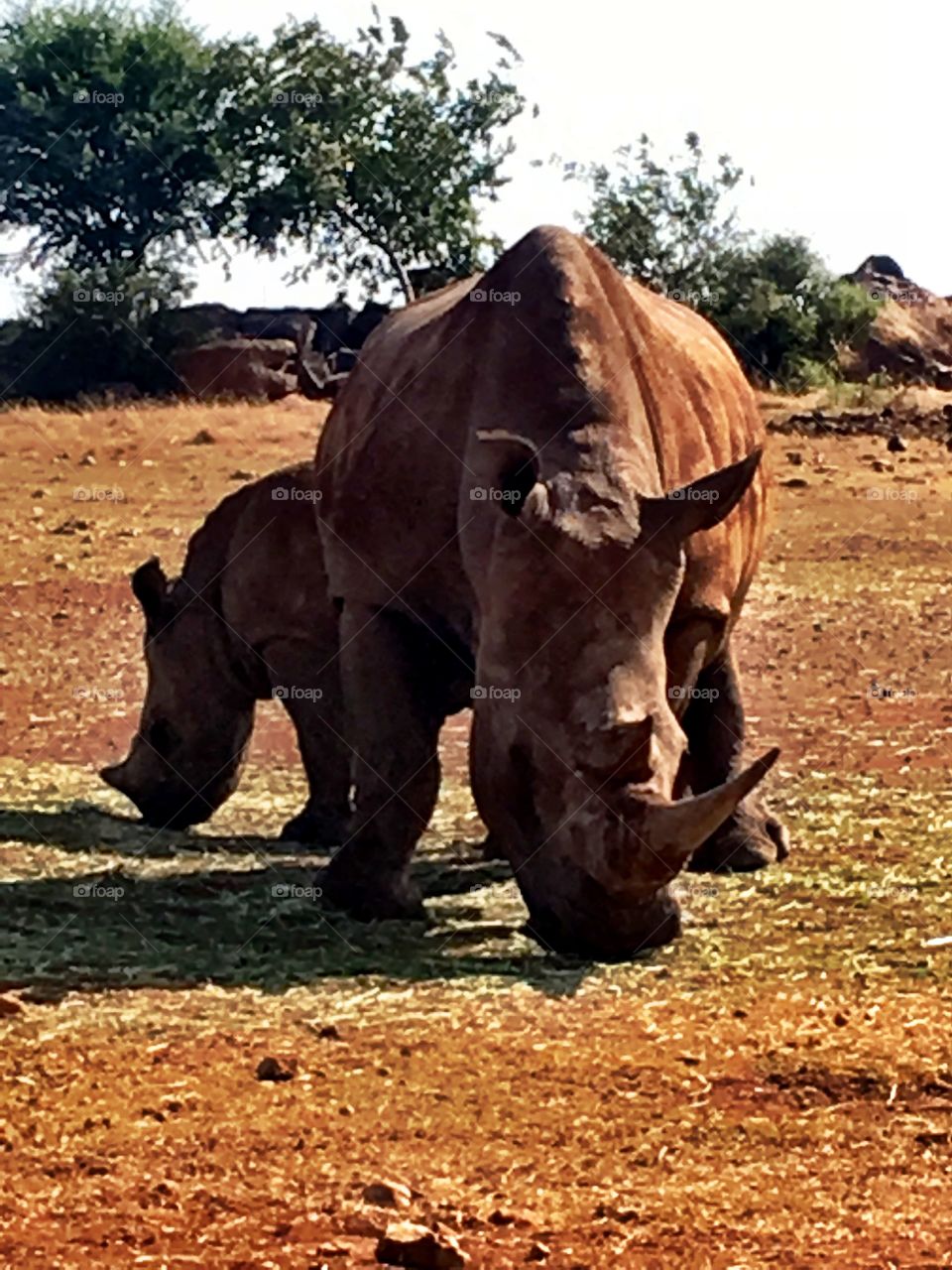 A Rhino and calf grazing in the late afternoon at the Lion and Rhino park South Africa
