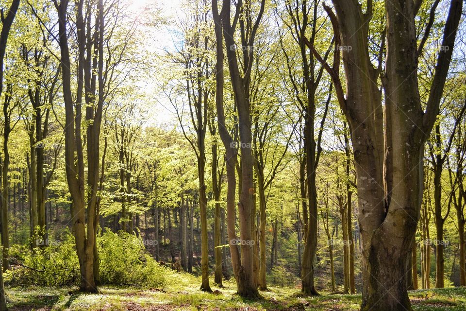 Wood, Tree, Landscape, Nature, Leaf